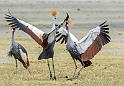 Grey Crowned Crane_HBB4134